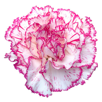 Carnation 
